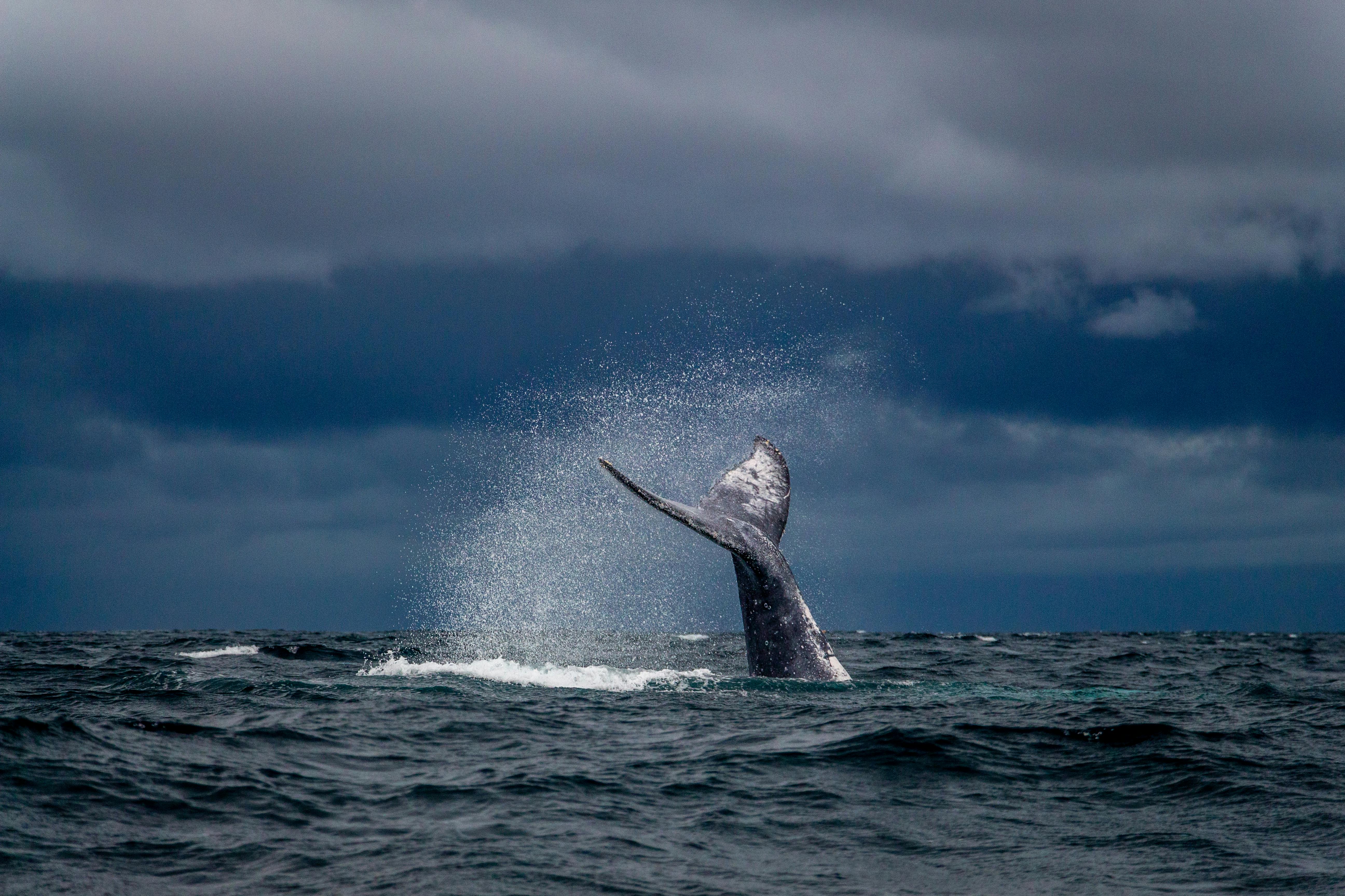 A whale tail creates a spray of foam against a dark blue sky as the animal dives below the ocean surface.